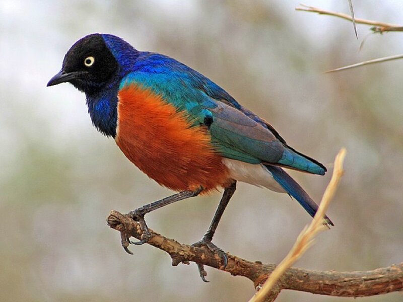 Violet-backed Starling