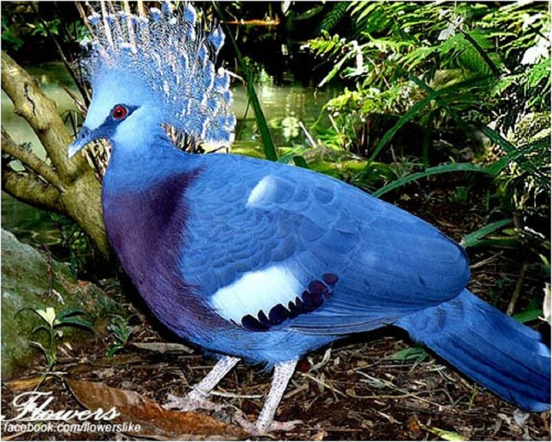Violet-breasted Crowned Pigeon — Blue, Natural, Afternoon