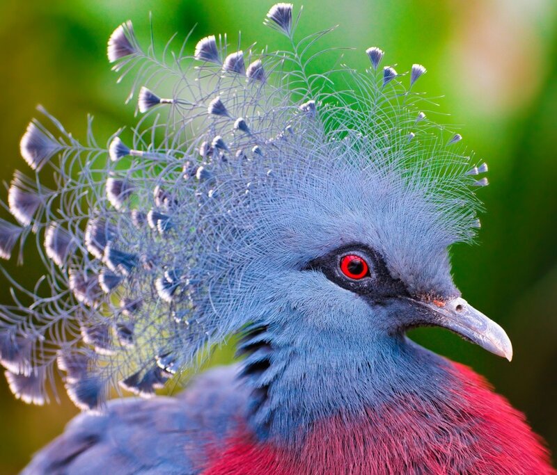 Violet-breasted Crowned Pigeon — Blue, Natural, Photograph, Red Eye, Feathered Crest