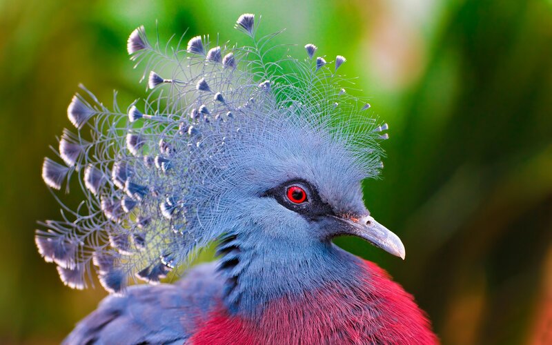 Violet-breasted Crowned Pigeon — Blue, Natural, Photograph