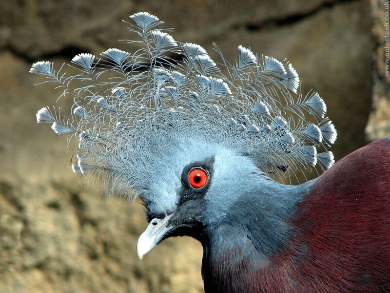 Violet-breasted Crowned Pigeon — Blue, Natural
