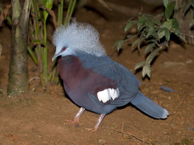 Violet-breasted Crowned Pigeon — Blue