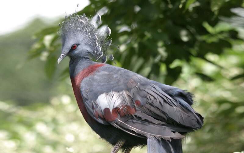 Violet-breasted Crowned Pigeon — Gray, Natural
