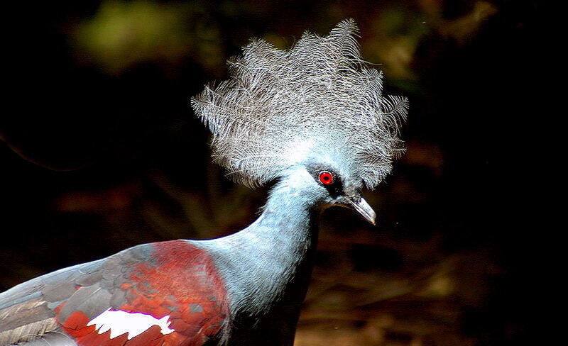 Violet-breasted Crowned Pigeon — Gray