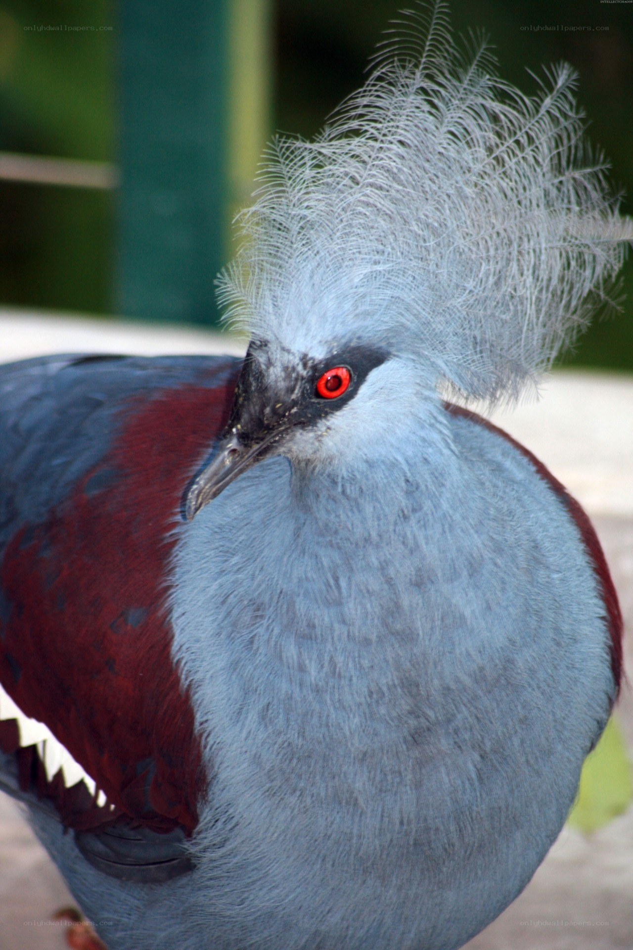 Violet-breasted Cuckoo