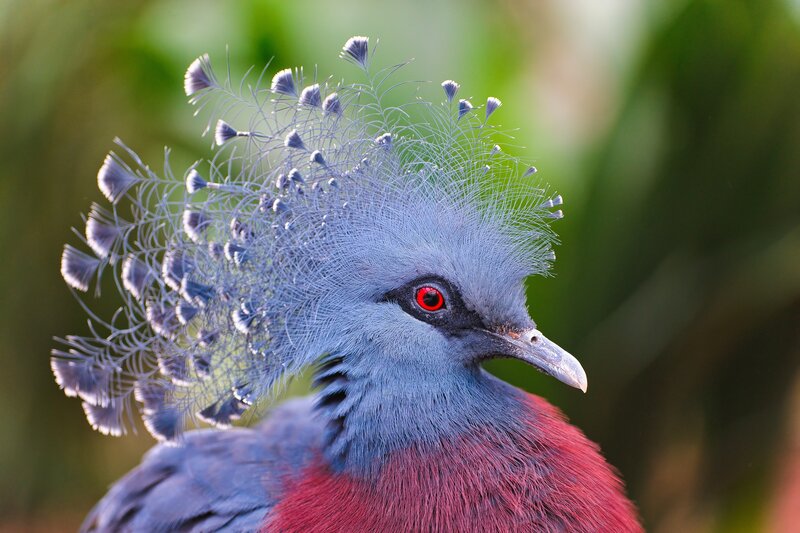 Violet-breasted Cuckoo Pigeon