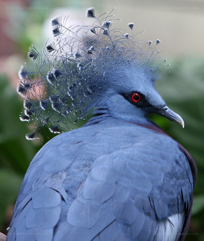 Violet-breasted Cuckoo