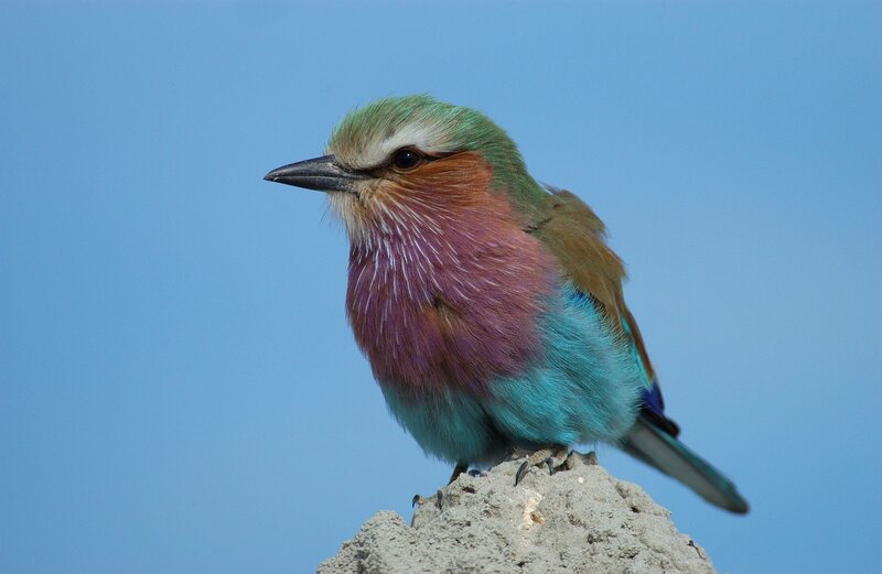 Violet-breasted Roller — Blue, Calm, Afternoon, Photograph