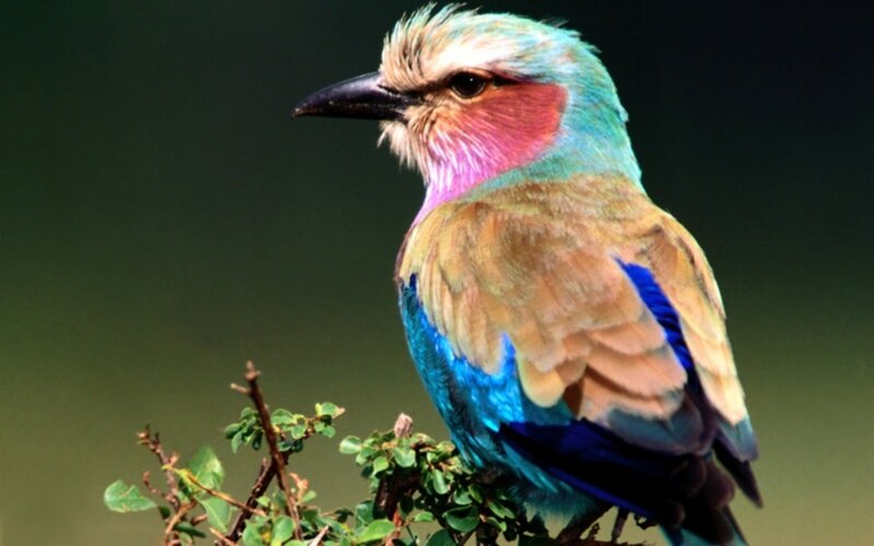 Violet-breasted Roller — Blue, Calm, Photograph, Bird, Branch, Leaves, Green, Brown