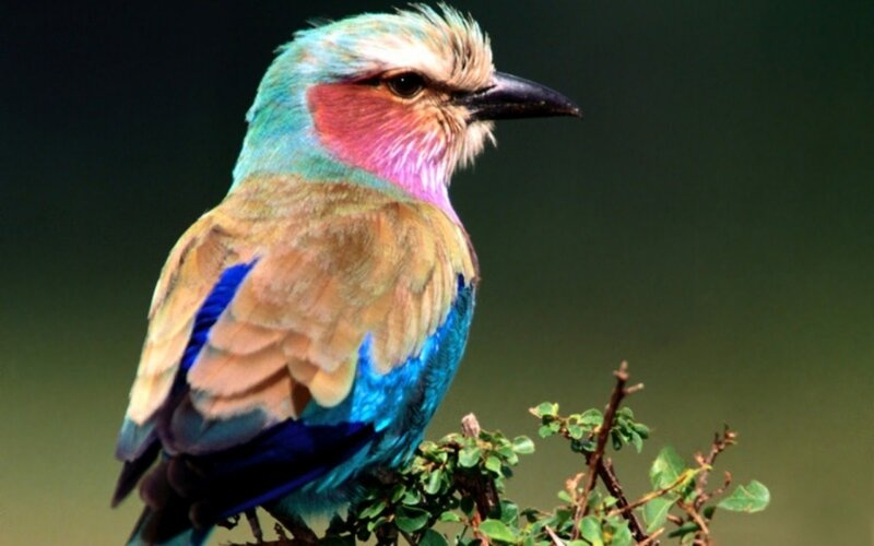 Violet-breasted Roller — Blue, Calm, Photograph, Bird, Branch, Leaves