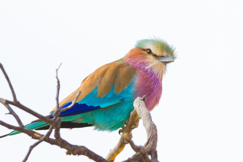 Violet-breasted Roller — Blue, Calm, Photograph, Bird, Branch, Sky