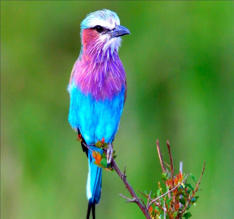 Violet-breasted Roller — Blue, Calm, Photograph, Bird, Branch