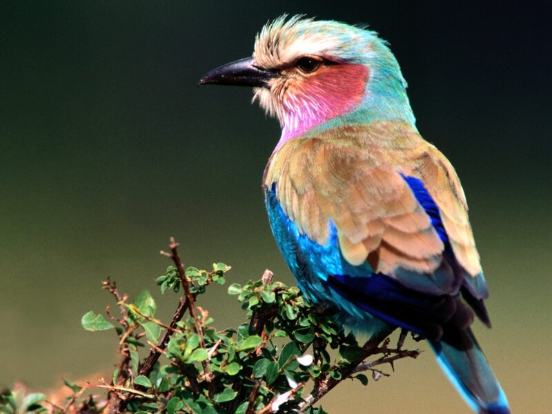 Violet-breasted Roller — Blue, Calm, Photograph, Bird