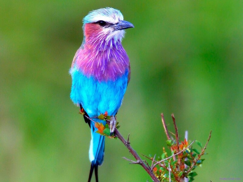 Violet-breasted Roller — Blue, Calm, Photograph, Branch