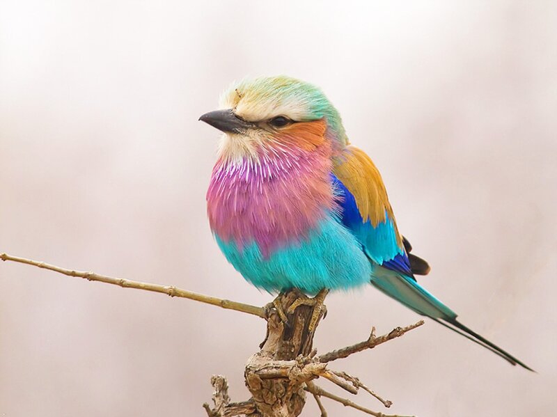 Violet-breasted Roller — Blue, Calm, Photograph