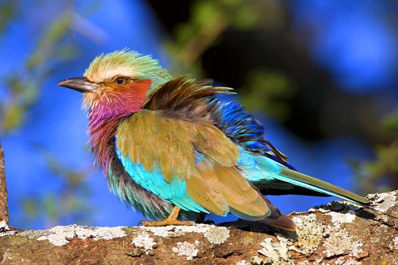 Violet-breasted Roller — Blue, Calm