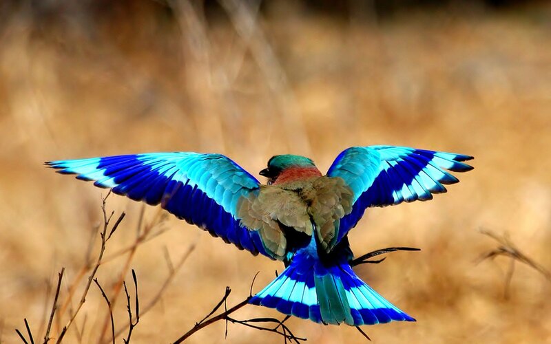 Violet-breasted Roller — Blue, Dynamic, Photograph, Bird