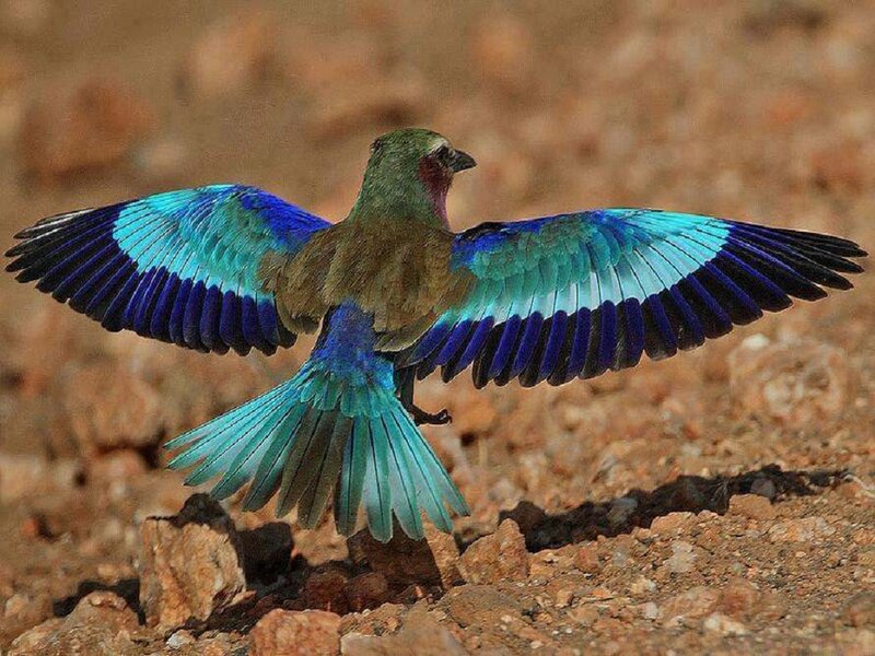 Violet-breasted Roller — Blue, Dynamic, Photograph