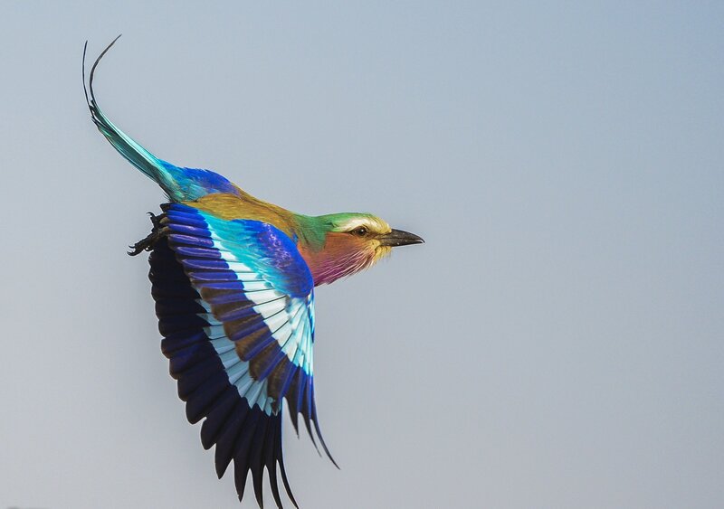 Violet-breasted Roller — Blue, Dynamic