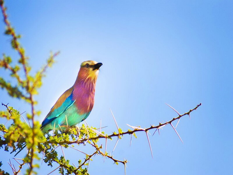 Violet-breasted Roller — Blue, Serene