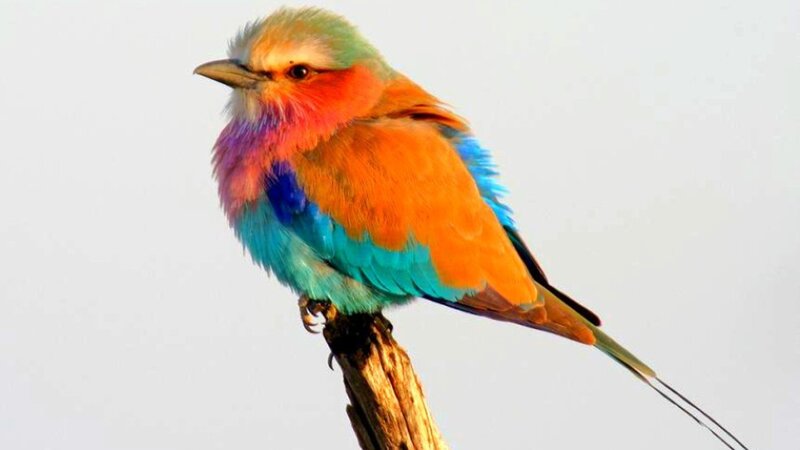 Violet-breasted Roller — Blue