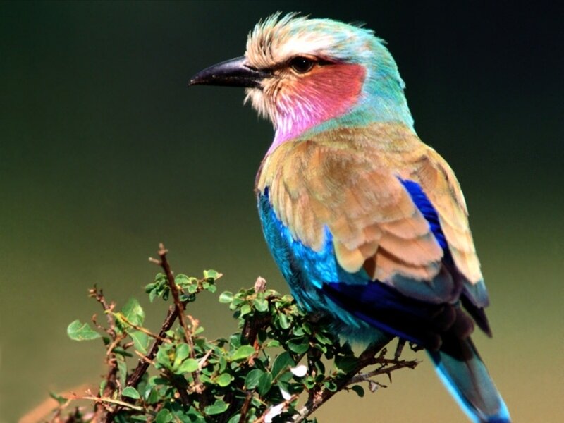 Violet-breasted Roller — Calm