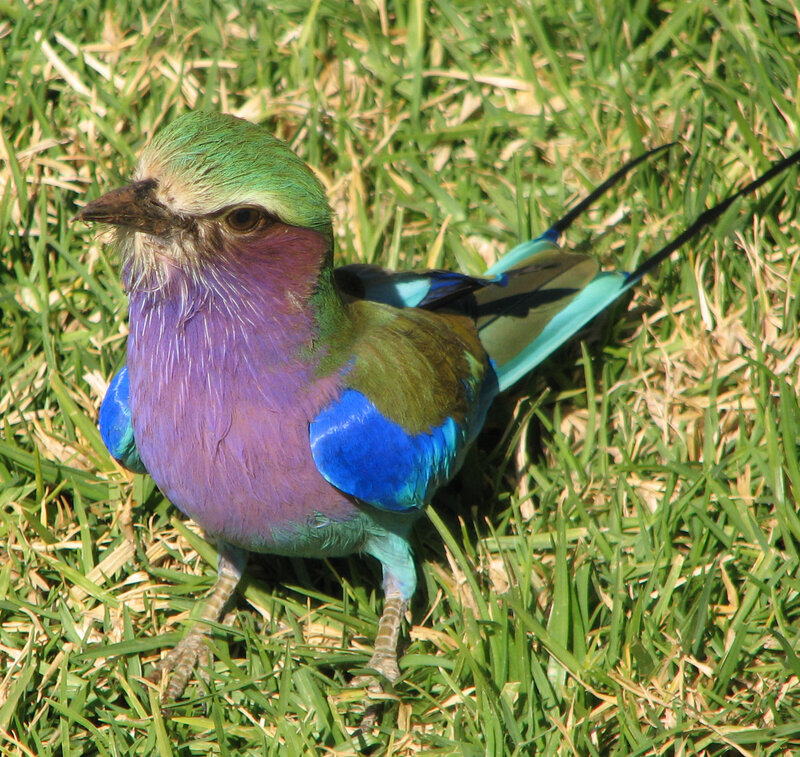 Violet-breasted Roller — Green