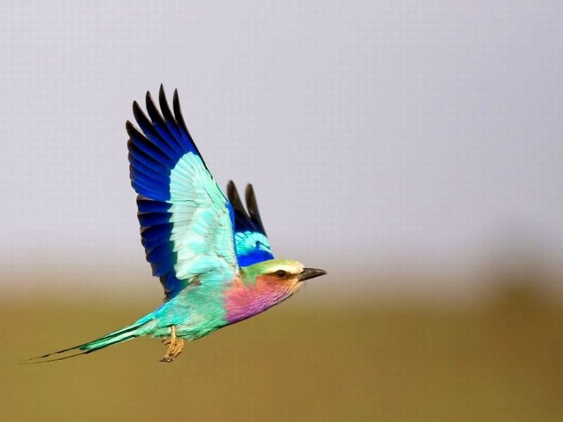 Violet-breasted Roller in Flight