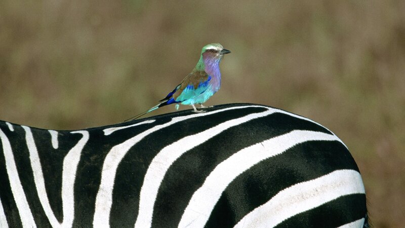 Violet-breasted Roller on Zebra