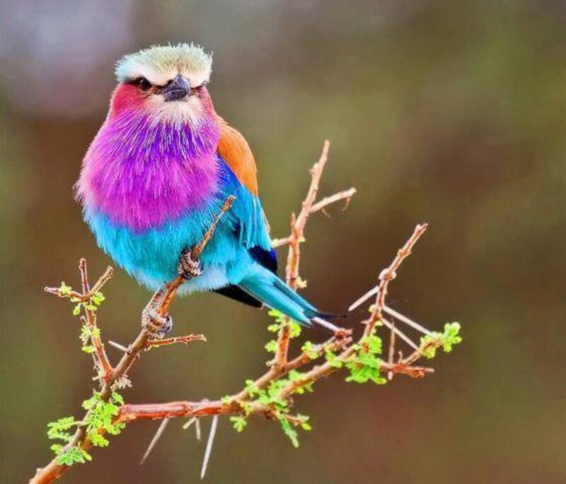 Violet-breasted Roller — Purple, Calm, Photograph