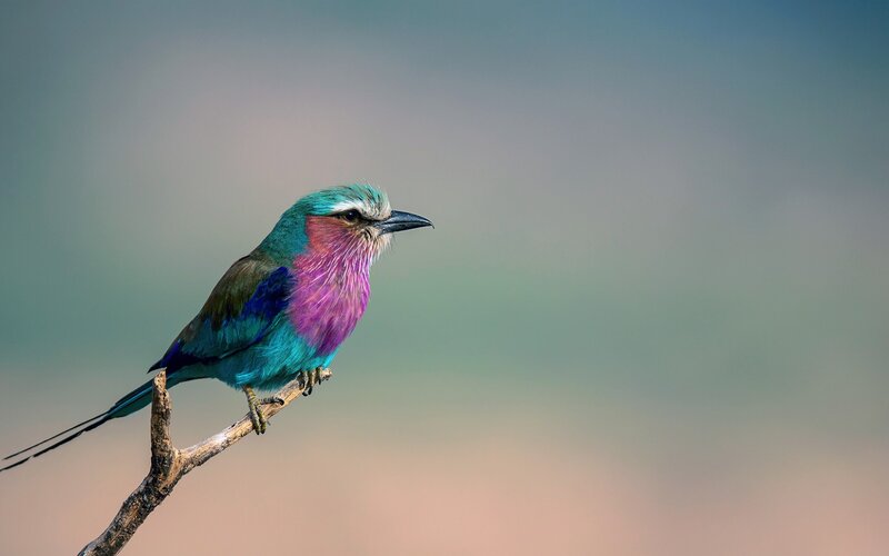 Violet-breasted Roller — Purple, Calm