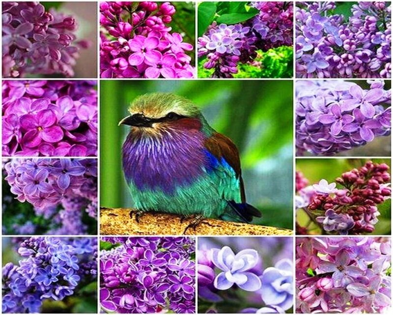 Violet-breasted Roller — Purple