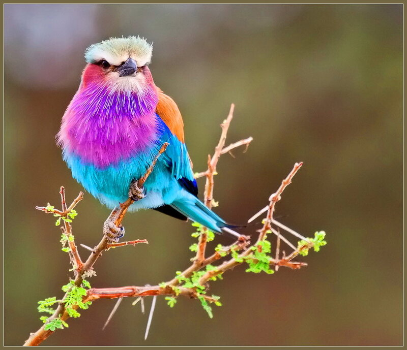 Violet-breasted Roller