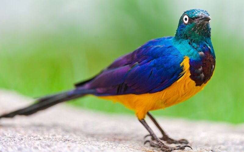 Violet-breasted Starling