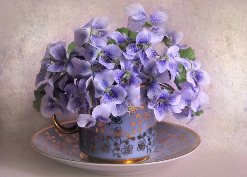 Violet Flowers in Cup