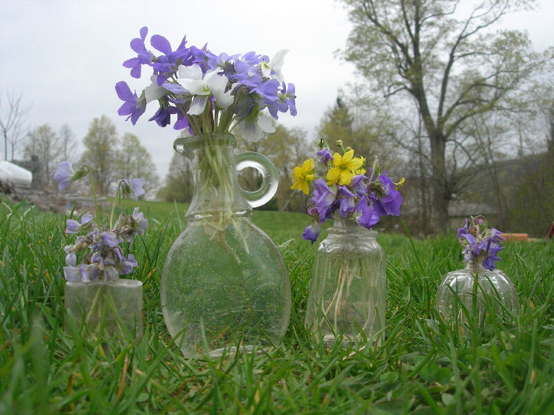 Violet Flowers in Vases
