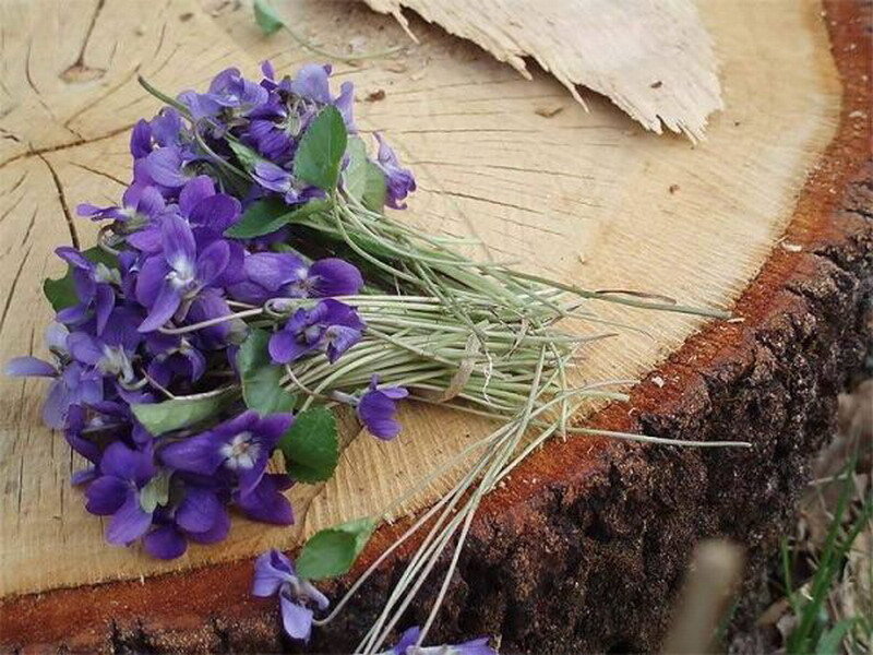 violet flowers on tree stump
