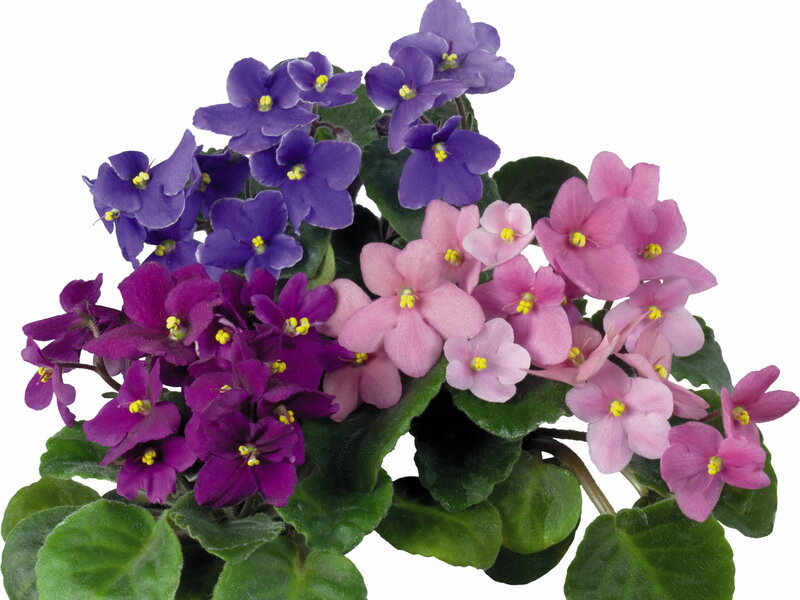 Violet Flowers