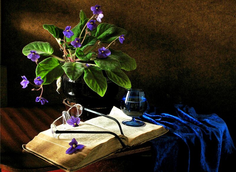 Violet Plant on Book — Purple