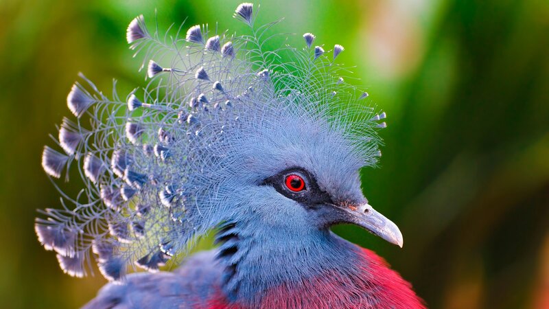 Violet turaco bird