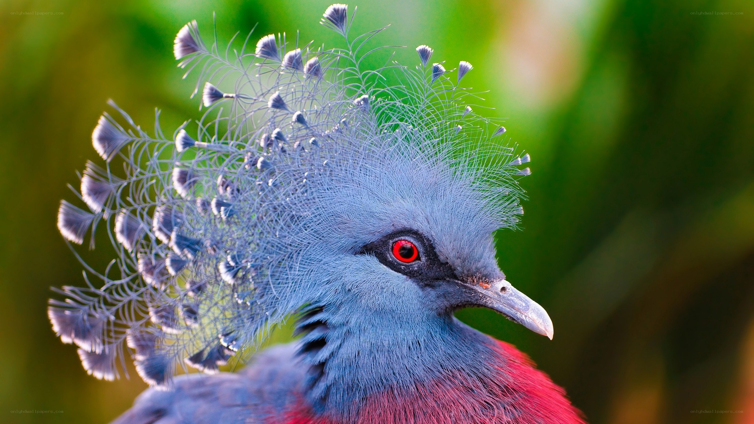Violet turaco bird