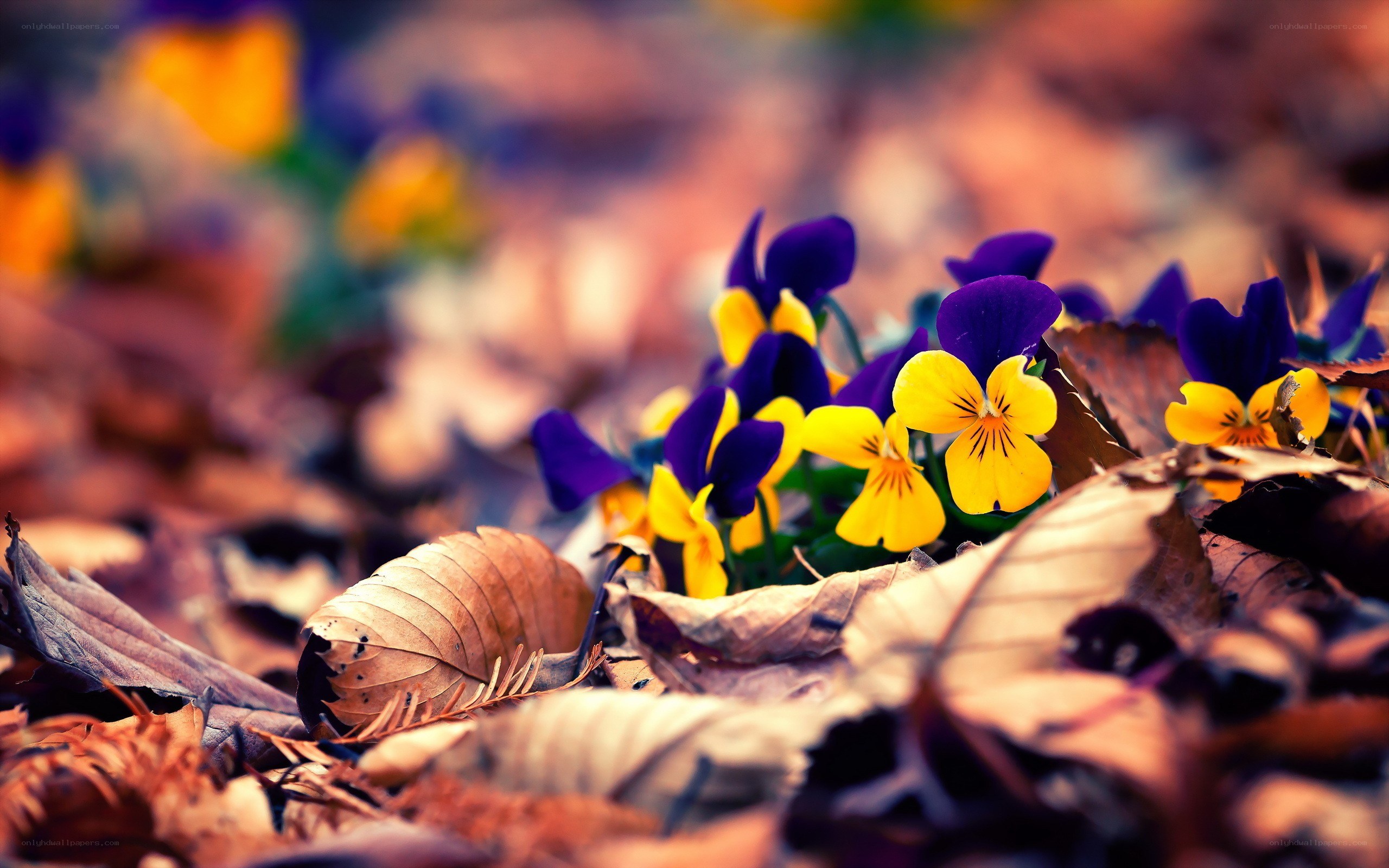 Violets among fallen leaves