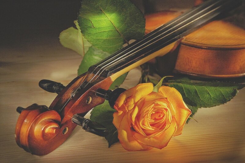 Violin and Rose — Brown