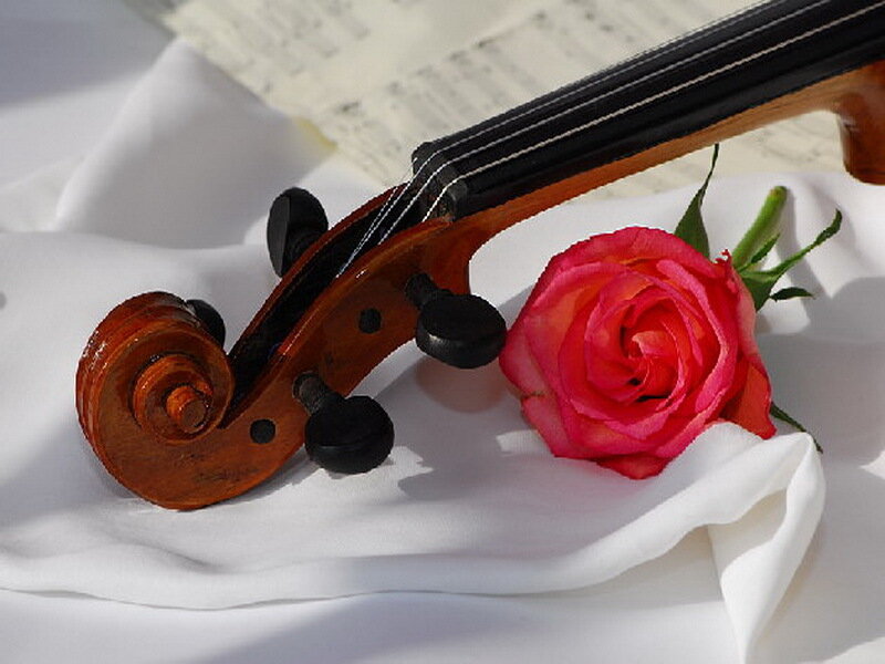 Violin and Rose — White