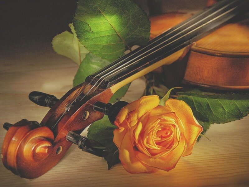 Violin and Rose — Yellow