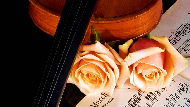 Violin and Roses — Brown, Serene, Photograph