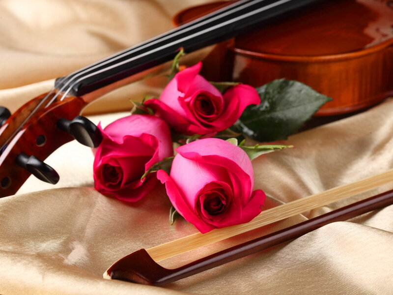 Violin and Roses — Pink, Serene