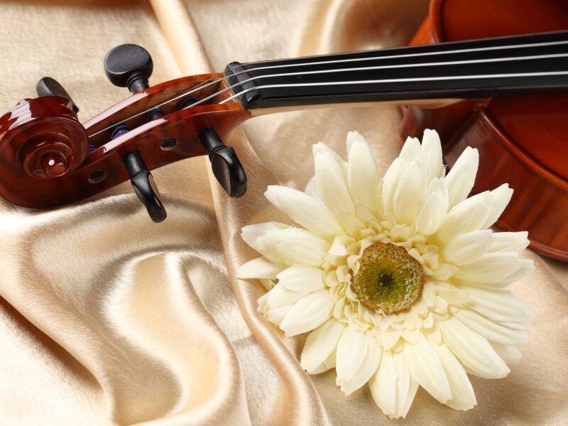 Violin and White Flower — Serene, Photograph