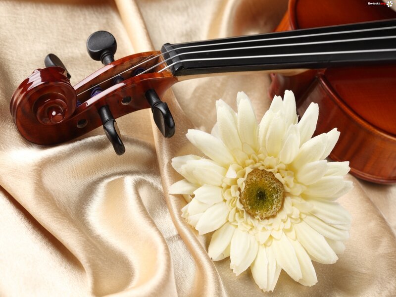 Violin and White Flower — Serene