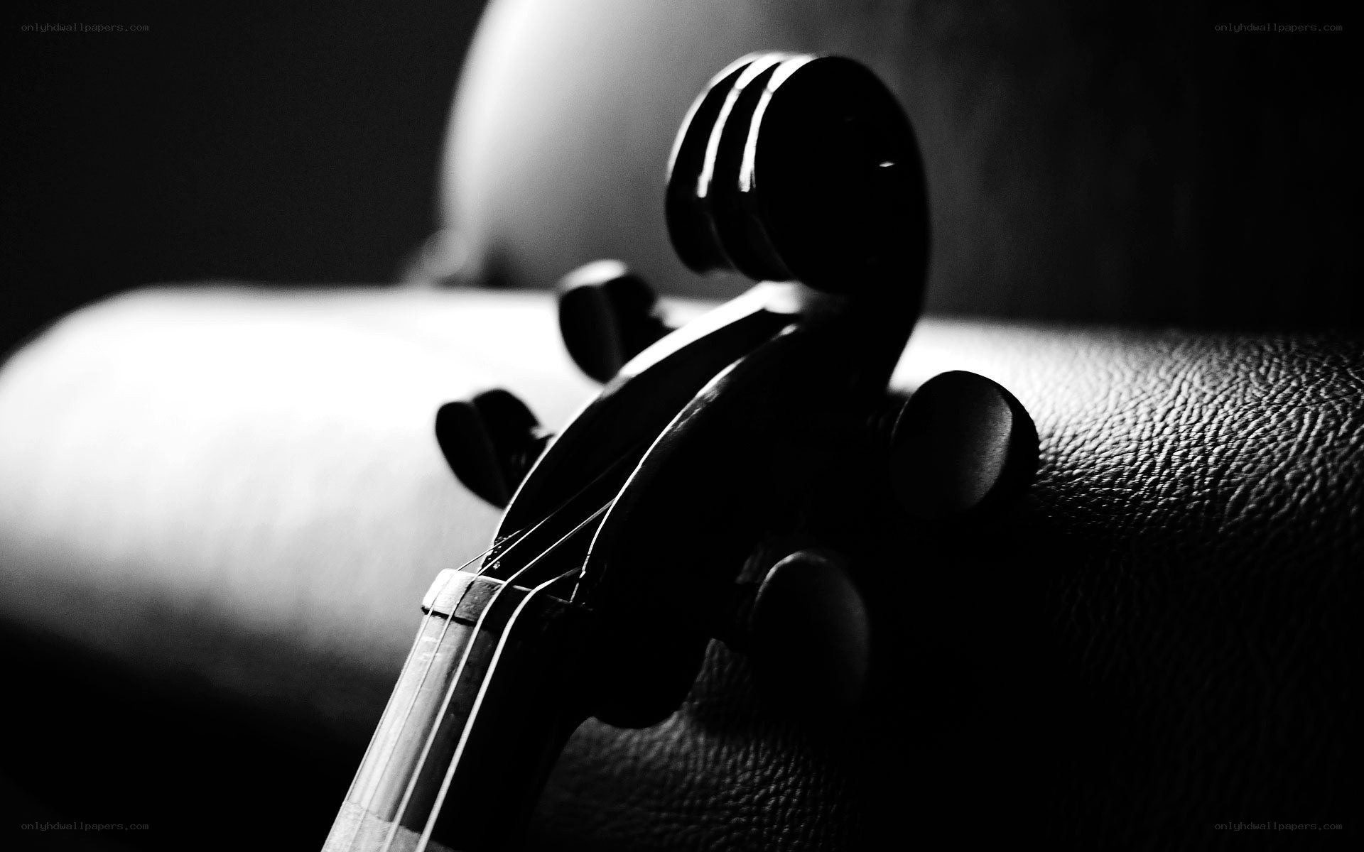 Violin headstock in monochrome